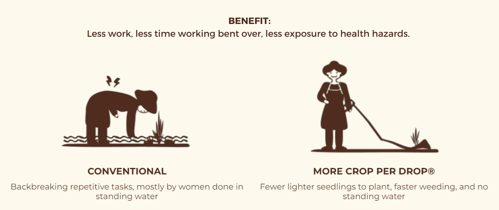 CONVENTIONAL Backbreaking repetitive tasks, mostly by women done in standing water   MORE CROP PER DROP® Fewer lighter seedlings to plant, faster weeding, and no standing water     BENEFIT: Less work, less time working bent over, less exposure to health hazards.