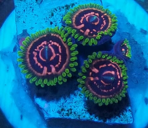 Zoanthid I.D. Chart