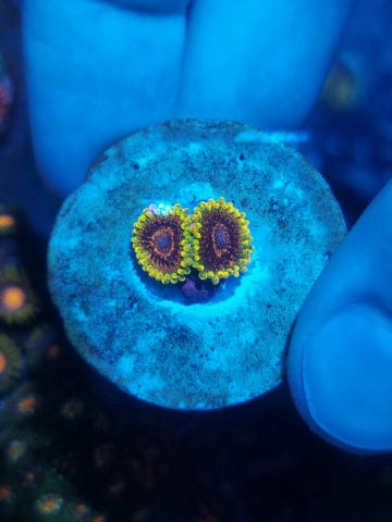 Zoanthid I.D. Chart