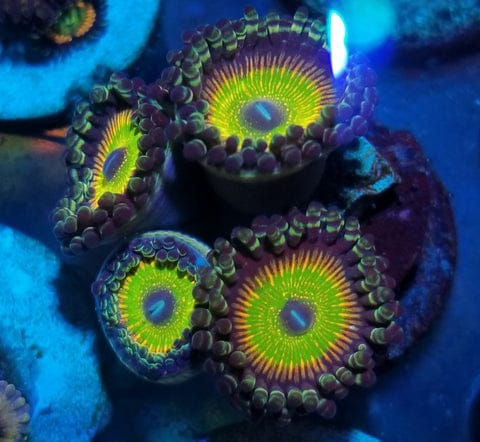 Zoanthid I.D. Chart