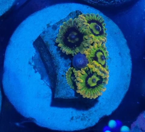 Zoanthid I.D. Chart