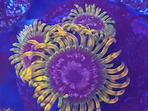 Zoanthid I.D. Chart