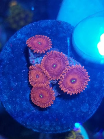 Zoanthid I.D. Chart