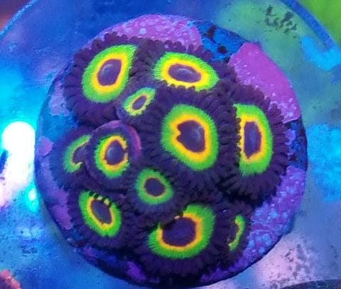 Zoanthid I.D. Chart