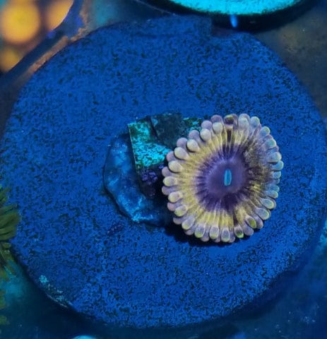 Zoanthid I.D. Chart