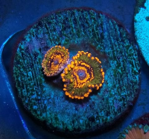 Zoanthid I.D. Chart