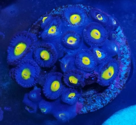 Zoanthid I.D. Chart