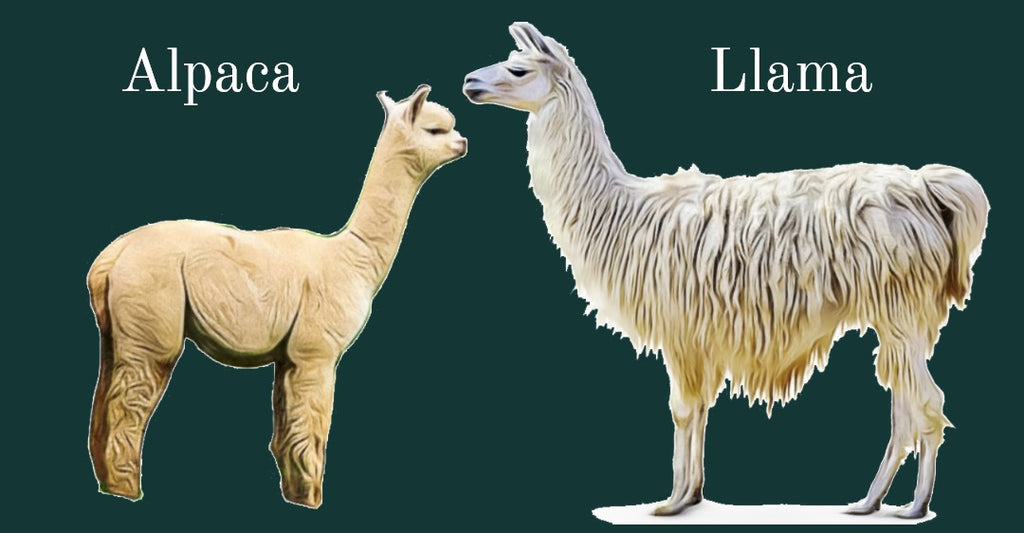 Comparison between alpaca and llama