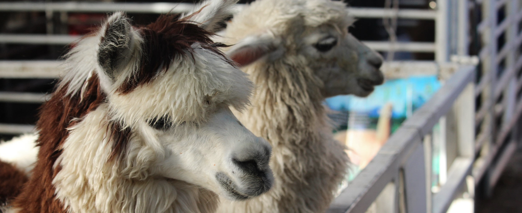 alpacas on a farm