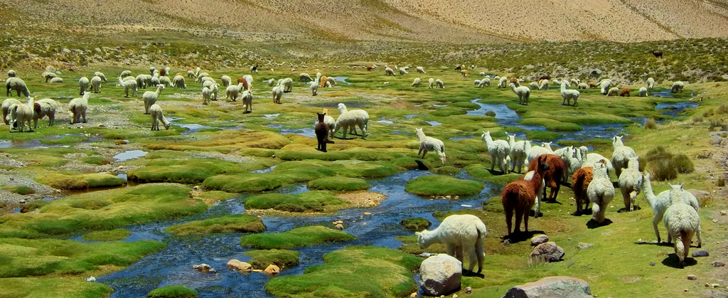 Alpakas in ihrem natürlichen Lebensraum・Andes Alpaca