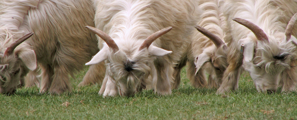 Chèvres de Cachemire au pâturage • Cachemire : qualité, prix et durabilité • Auteur : Karunakar Rayker