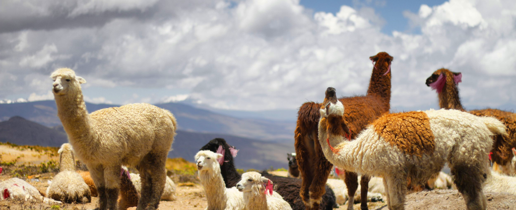 Alpacas feed in the high plateaus of the Andes.