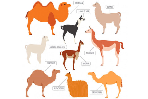 Verschiedene Arten von Kameliden