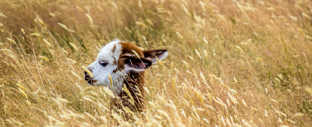 Alpaka auf einem Feld • Auswirkungen auf die Landwirtschaft im Vergleich • Andes Alpaca