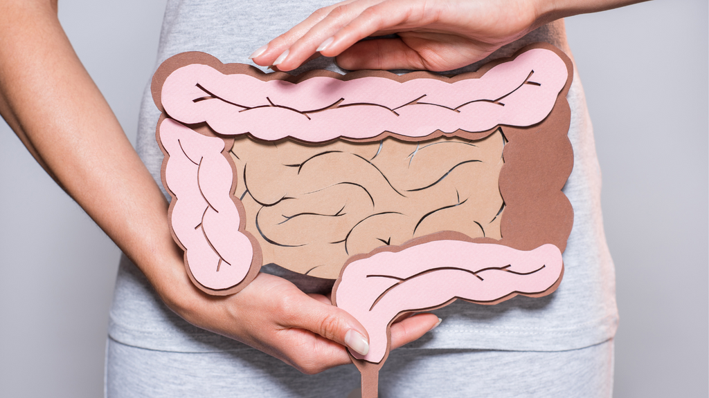 肌と腸の共通点