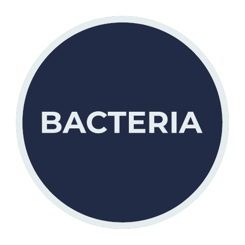 bacteria