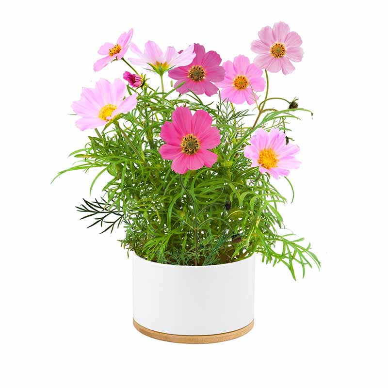 Image of Pot of Flowers - Dwarf Cosmos