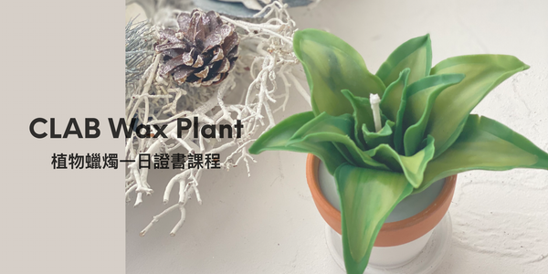 CLAB Wax Plant