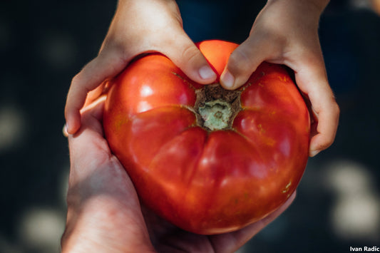 Solanum lycopersicum - Rare - Star Shape Tomato - 10 Seeds - Fresh See –  IDSeeds Farm