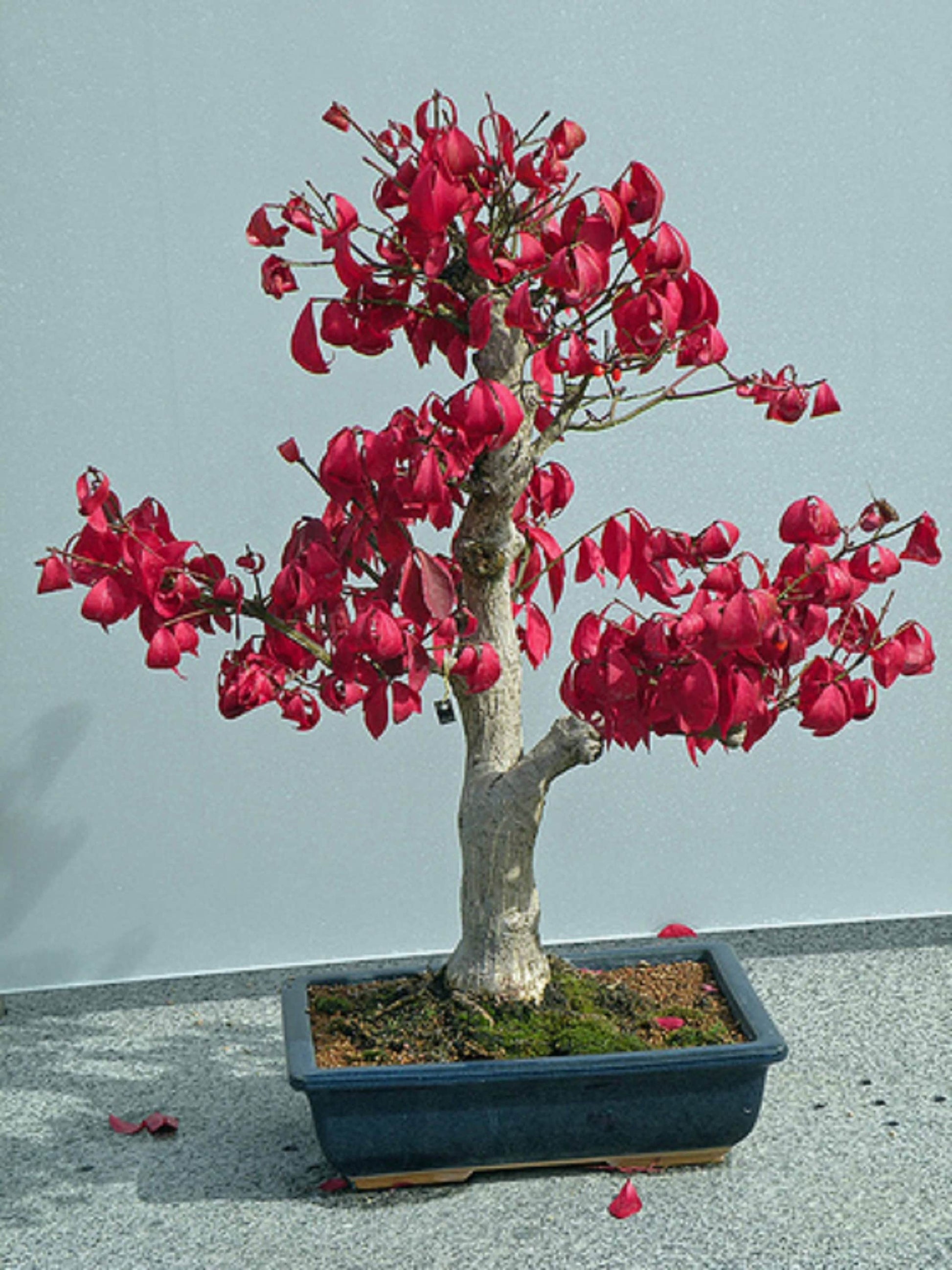 Image of Euonymus europaeus bonsai