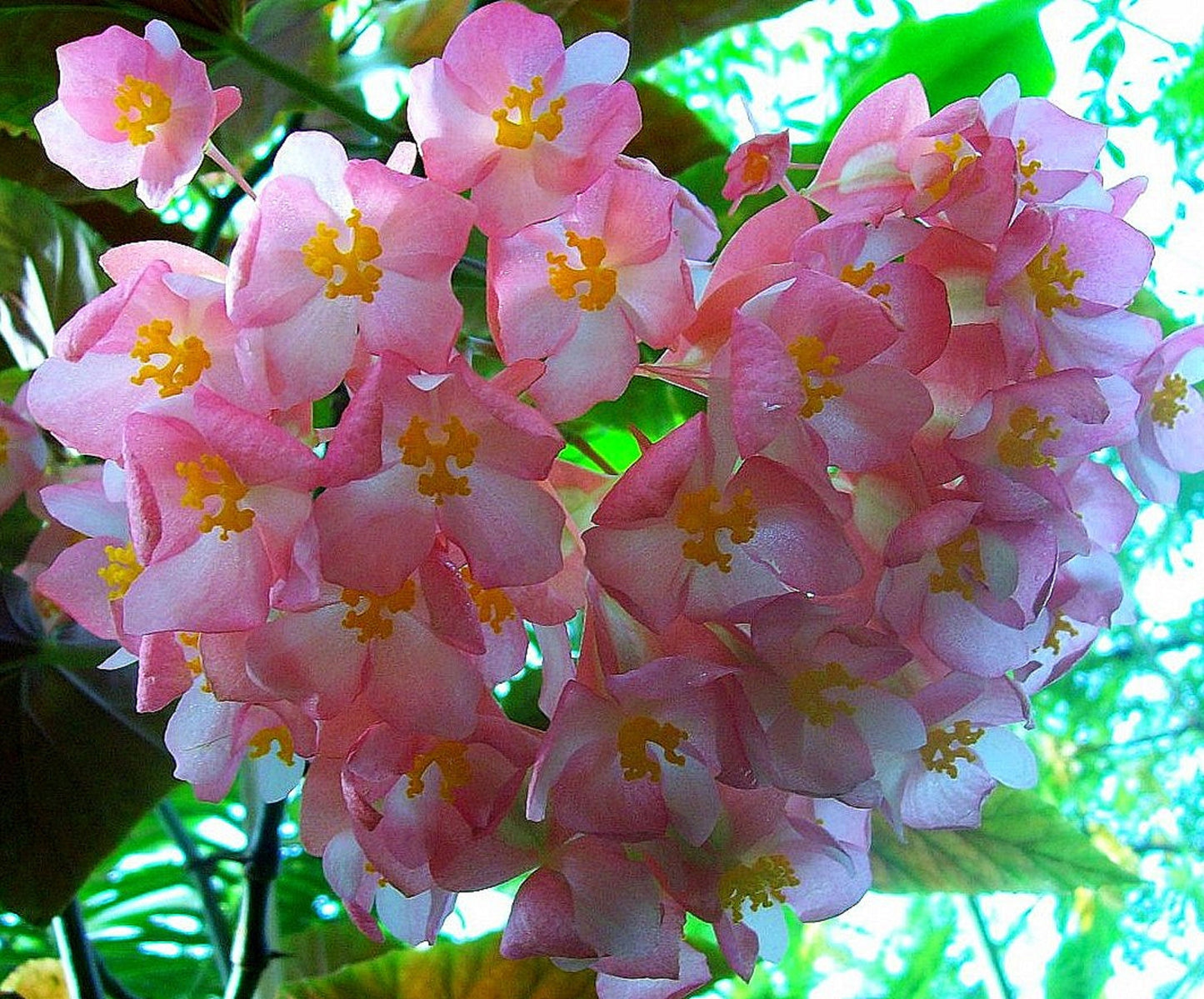 Begonia Coccinea * Angel Wing Begonia * Flores tropicais deslumbrantes –  IDSeeds Farm