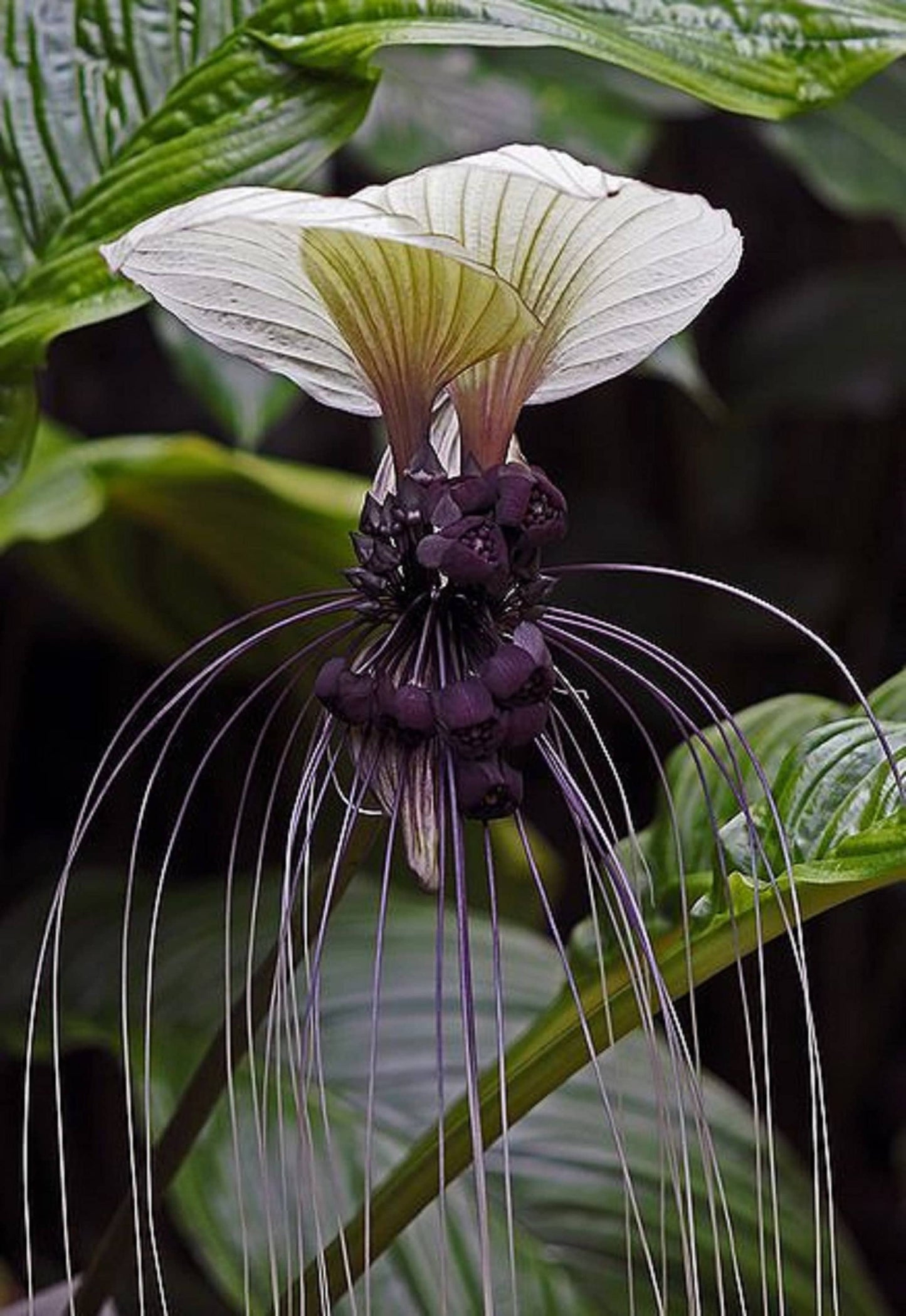 Tacca Integrifolia * Flor de Morcego Branco * Impressionante Flor de M –  IDSeeds Farm