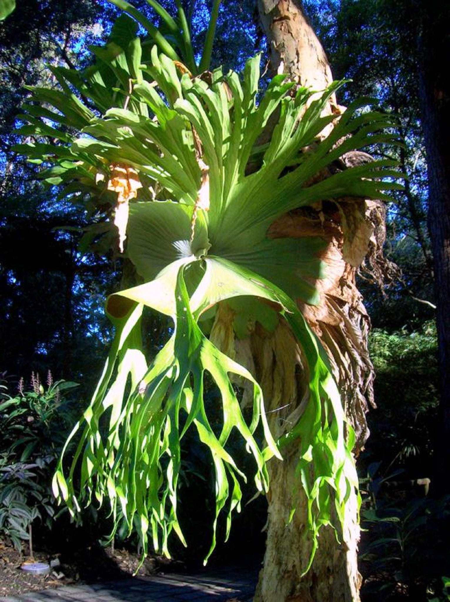 プラティセリウムスーパーバム 巨大なオーストラリアのビカクシダ 珍しい熱帯植物 10の小さな種子 Idseeds Farm