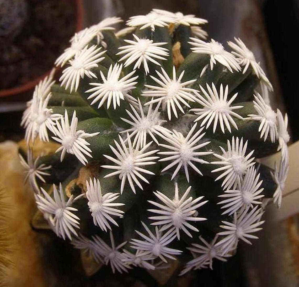 Escobaria Abdita - Bola Gloriosa de Flores - Cacto Inusitado - 5 Semen –  IDSeeds Farm