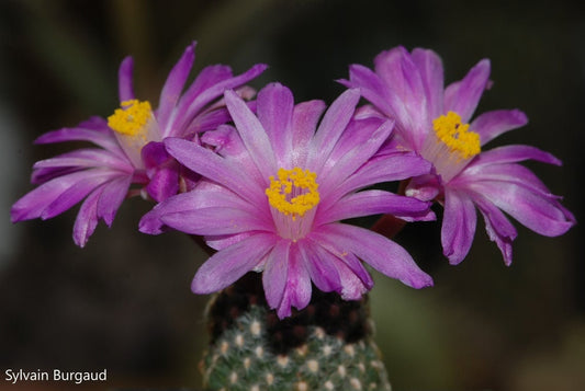Neoraimondia Arequipensis - Big Bed of Straw - Rare Weird Cactus - 20 –  IDSeeds Farm