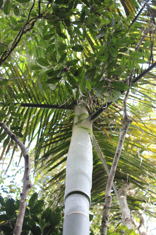 Travelers Palm Tree Seeds (Ravenala madagascariensis) Bird of Paradise  Plant (5 Seeds)
