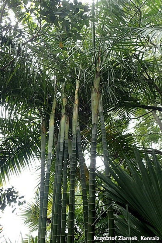 Ravenala Madagascariensis * Traveler's Palm * Madagascar Bird of Parad –  IDSeeds Farm