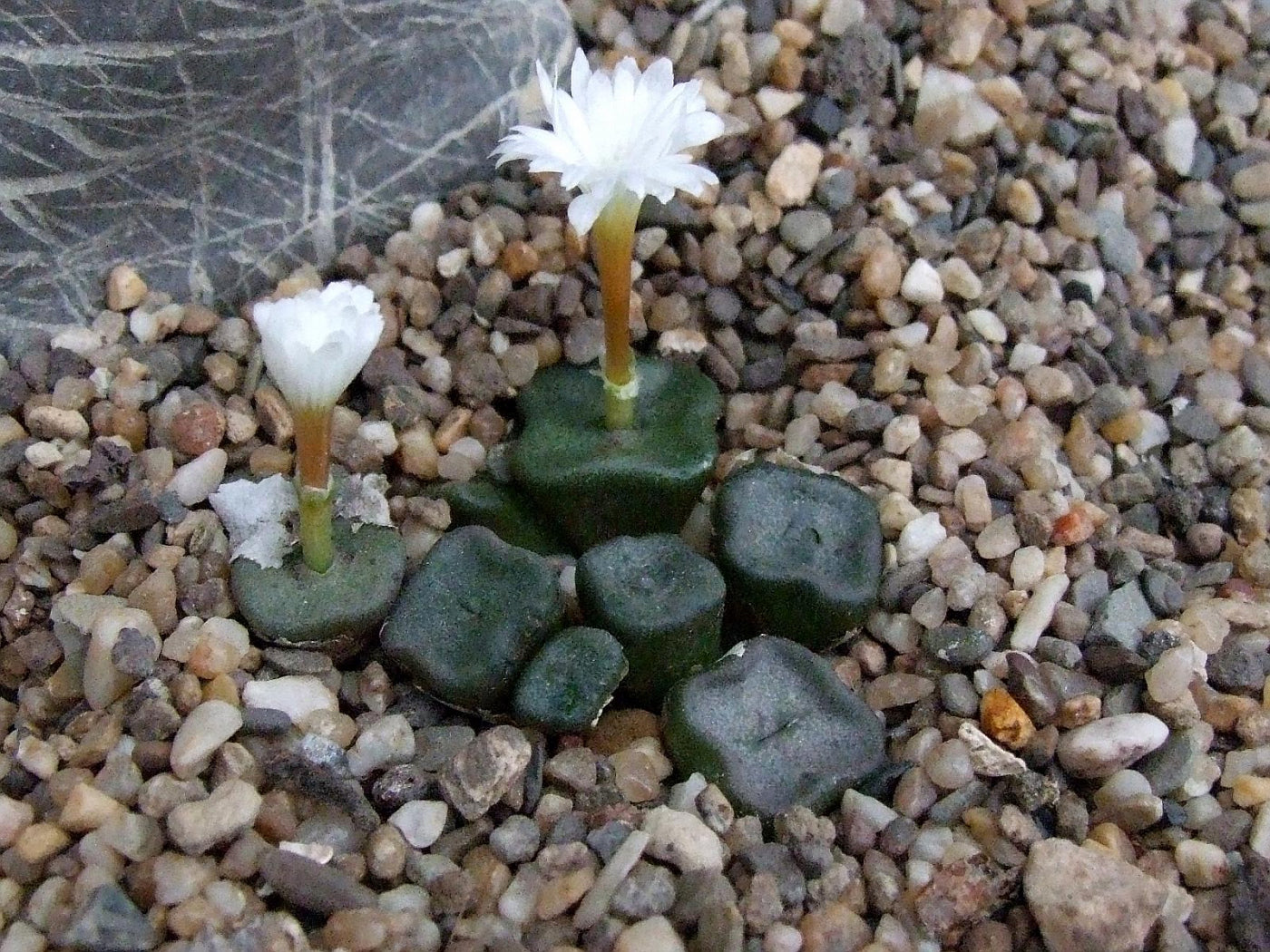 Conophytum Cubicum - Spectacular succulent - Ultra Rare - 5 Seeds