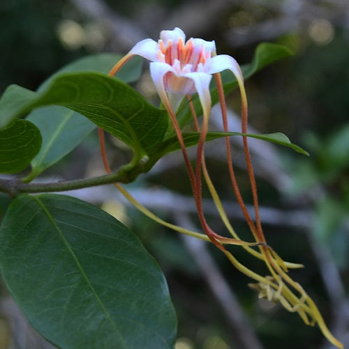 Twisted Cord Flower Bush (strophanthus caudatus) – Urban Tropicals