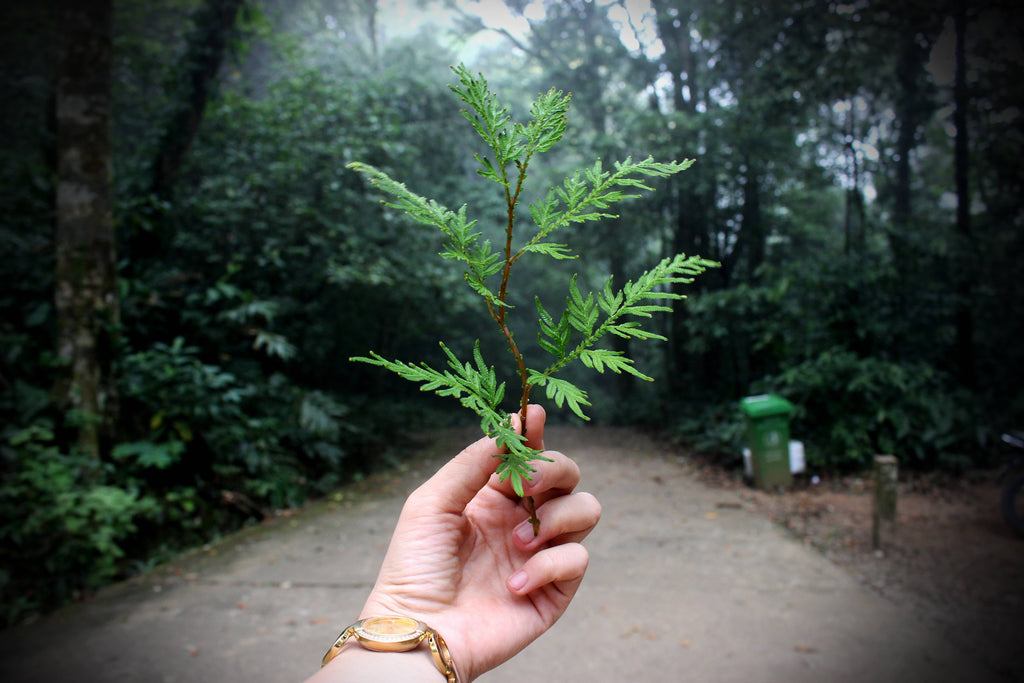 écologie, valeurs, nature, label