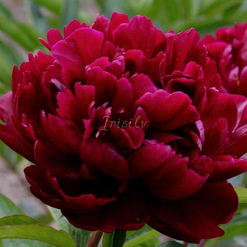 Peonies – 