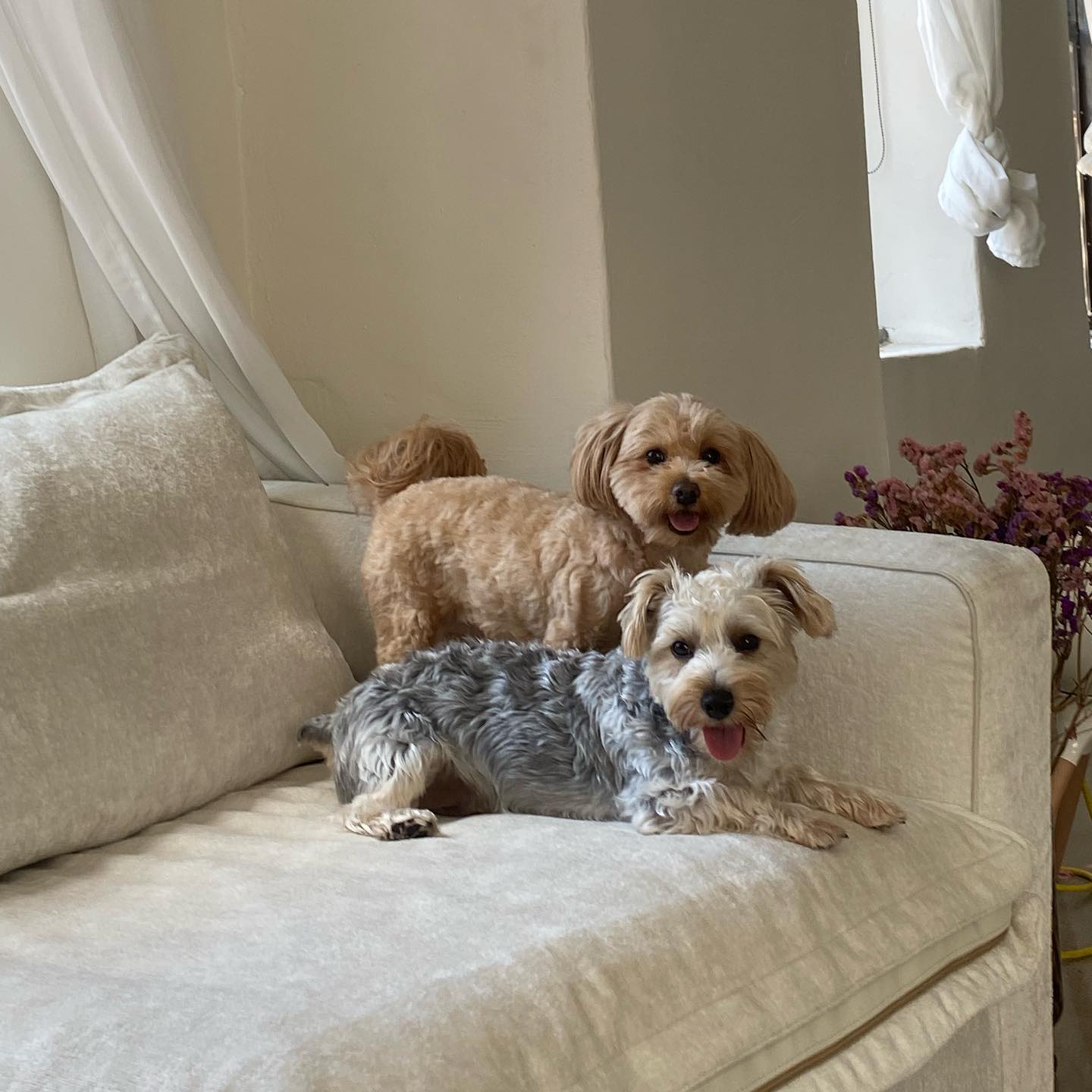 Couches can pick up all sorts of funky scents, from pet naps to forgotten snacks