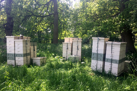 Welsh Honey Company, Shropshire Honey For Sale