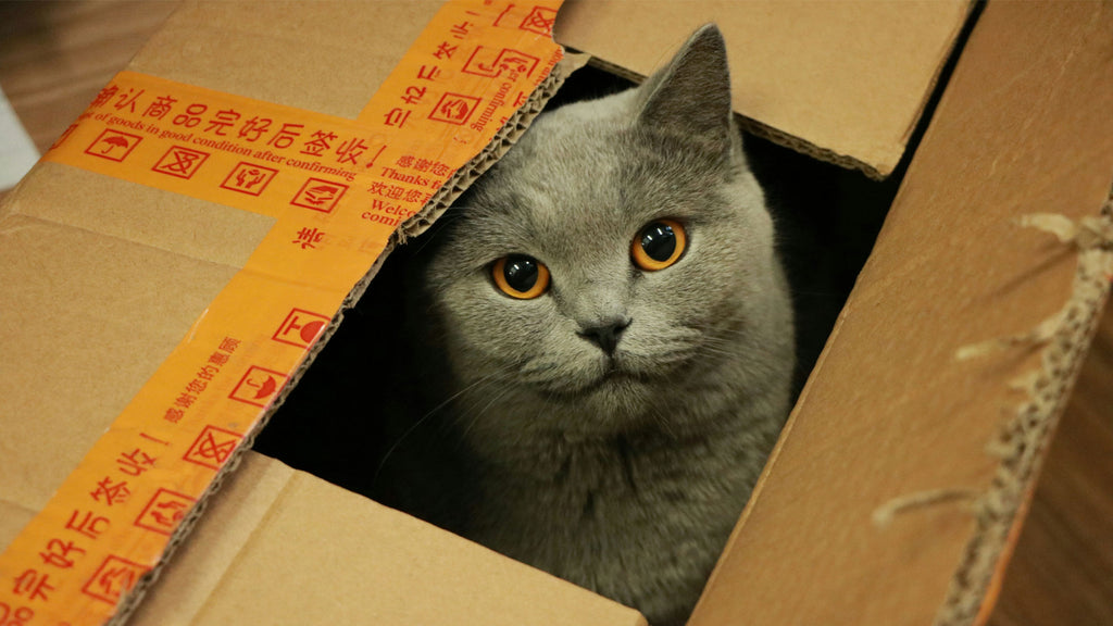 A cat in a moving box.