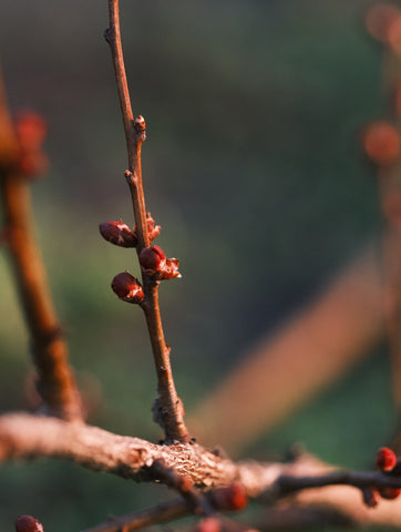 Tree buds