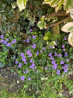 Spring flowers