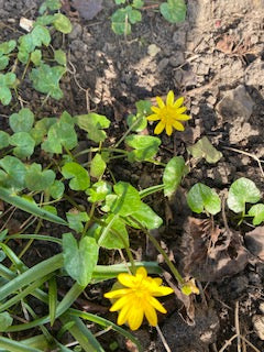 spring flowers