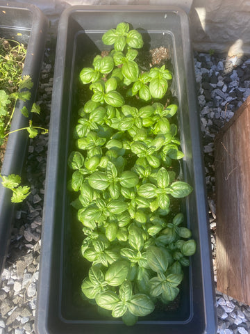 Home-grown basil