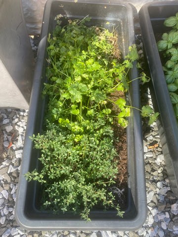 Home-grown coriander and oregano