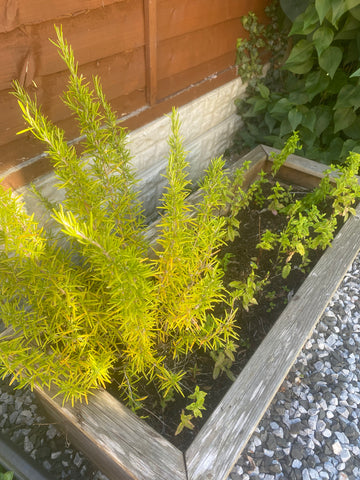 Home-grown rosemary and mint