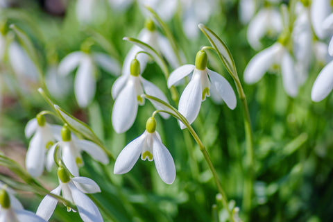 Snowdrops Spring hygge 2023