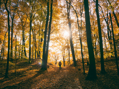 Autumn woodland walk hygge