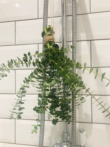 Eucalyptus shower