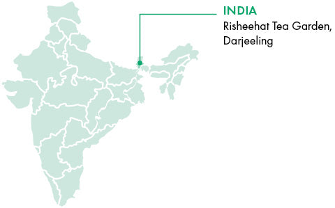 Darjeeling Muscatel | India