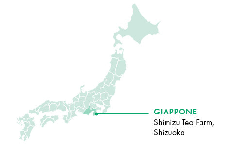 Piantagione Shimizu, nel distretto di Shizuoka | Giappone