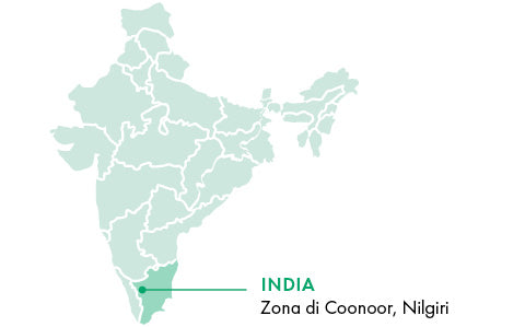 Nilgiri, Coonoor area | India
